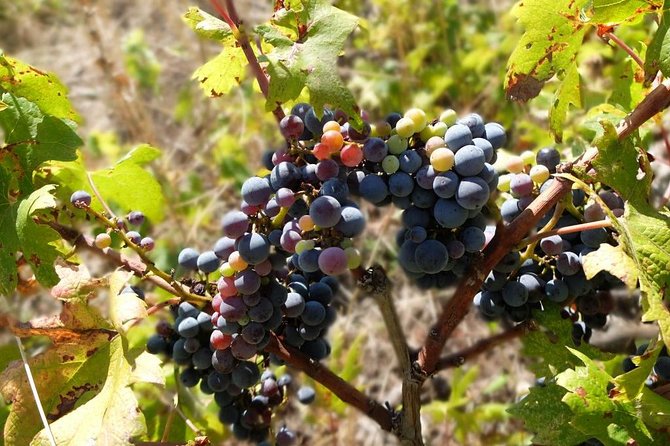 Wine Lover's Tour of Peljesac Peninsula - Stop 2: wine tasting and presentation, plus the fun side of Croatia’s bottle culture