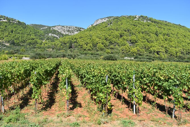 Wine & Sightseeing Tour Korcula - Quick highlights I think you’ll care about