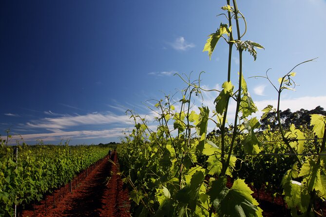 Wine Tasting Experience at the organic winery in Šišan - Key things I’d circle before you go