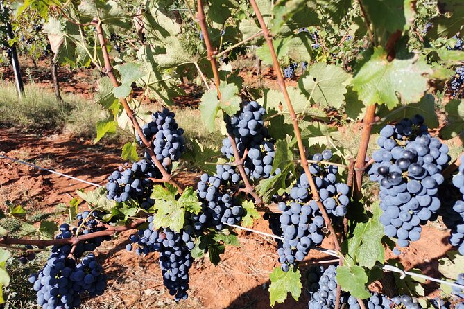 Wine Tasting Experience at the organic winery in Šišan - Logistics you should plan, especially if taxis are your plan B