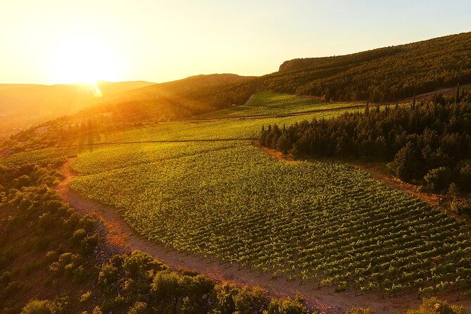Wine Tasting Grabovac Tour From Makarska - Cellar Tour Reality Check: What You’ll See and How Long It Takes