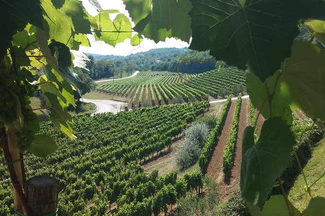 Wine Tour - The Best of Istria - Getting on the road from Rovinj, without wasting your morning