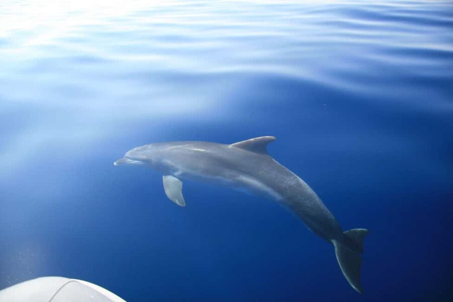 Zadar: Speedboat Tour with Snorkeling & Fruit All Inclusive - Preko Island time: longer water breaks and real free time